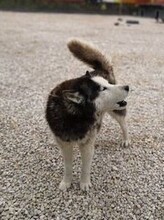 MAKS, Hund, Siberian Husky-Mix in Bulgarien - Bild 3