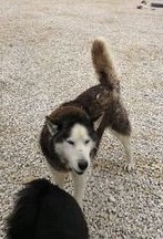 MAKS, Hund, Siberian Husky-Mix in Bulgarien - Bild 5