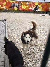 MAKS, Hund, Siberian Husky-Mix in Bulgarien - Bild 6