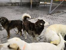 MAKS, Hund, Siberian Husky-Mix in Bulgarien - Bild 7