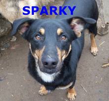 SPARKY, Hund, Mischlingshund in Bulgarien - Bild 1