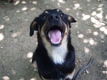 SPARKY, Hund, Mischlingshund in Bulgarien - Bild 2