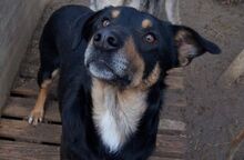 SPARKY, Hund, Mischlingshund in Bulgarien - Bild 3