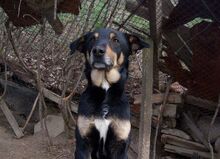 SPARKY, Hund, Mischlingshund in Bulgarien - Bild 5