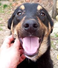 SPARKY, Hund, Mischlingshund in Bulgarien - Bild 6