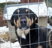 SPARKY, Hund, Mischlingshund in Bulgarien - Bild 7