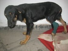 SPARKY, Hund, Mischlingshund in Bulgarien - Bild 8