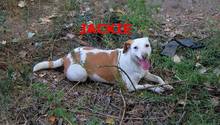JACKIE, Hund, Jack Russell Terrier in Bulgarien - Bild 1