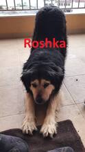 ROSHKA, Hund, Mischlingshund in Schwerte - Bild 1
