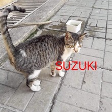 SUZUKI, Katze, Europäisch Kurzhaar in Bulgarien - Bild 1