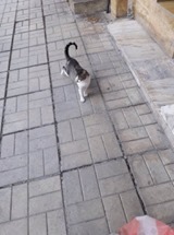SUZUKI, Katze, Europäisch Kurzhaar in Bulgarien - Bild 2