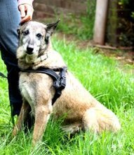BETTY, Hund, Mischlingshund in Barver - Bild 2
