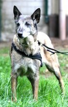 BETTY, Hund, Mischlingshund in Barver - Bild 6