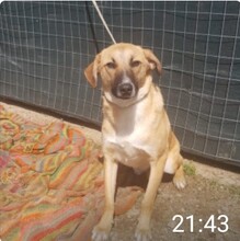 ULISSE, Hund, Mischlingshund in Italien - Bild 1