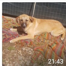 ULISSE, Hund, Mischlingshund in Italien - Bild 2
