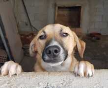 ULISSE, Hund, Mischlingshund in Italien - Bild 3