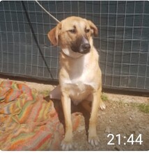 ULISSE, Hund, Mischlingshund in Italien - Bild 5