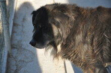 MANFRED, Hund, Mischlingshund in Italien - Bild 1