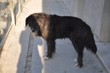 MANFRED, Hund, Mischlingshund in Italien - Bild 2