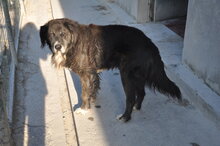 MANFRED, Hund, Mischlingshund in Italien - Bild 3