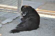 MANFRED, Hund, Mischlingshund in Italien - Bild 4