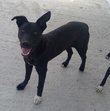 CONGO, Hund, Mischlingshund in Spanien - Bild 1