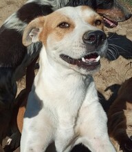 CHRISTOPH, Hund, Mischlingshund in Griechenland - Bild 11