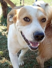 CHRISTOPH, Hund, Mischlingshund in Griechenland - Bild 13