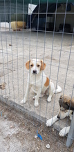 CHRISTOPH, Hund, Mischlingshund in Griechenland - Bild 16