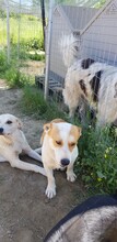 CHRISTOPH, Hund, Mischlingshund in Griechenland - Bild 17