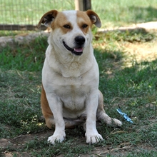 CHRISTOPH, Hund, Mischlingshund in Griechenland - Bild 3