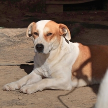 CHRISTOPH, Hund, Mischlingshund in Griechenland - Bild 4