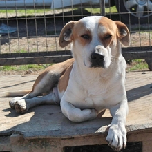 CHRISTOPH, Hund, Mischlingshund in Griechenland - Bild 5
