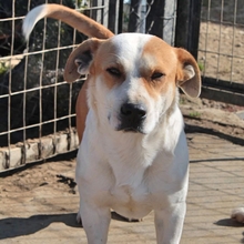 CHRISTOPH, Hund, Mischlingshund in Griechenland - Bild 7