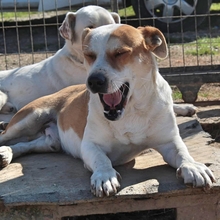 CHRISTOPH, Hund, Mischlingshund in Griechenland - Bild 8