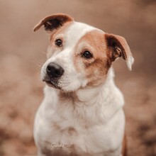 CHRISTOPH, Hund, Mischlingshund in Bremerhaven