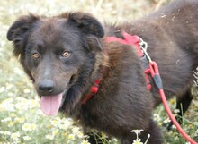 ENO, Hund, Mischlingshund in Spanien - Bild 2