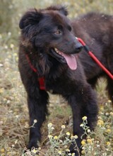 ENO, Hund, Mischlingshund in Spanien - Bild 5