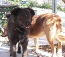 ENO, Hund, Mischlingshund in Spanien - Bild 6