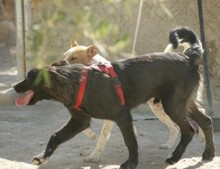 ENO, Hund, Mischlingshund in Spanien - Bild 8