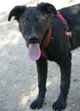 ENO, Hund, Mischlingshund in Spanien - Bild 9