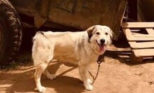 TAKIS, Hund, Mischlingshund in Griechenland - Bild 11