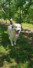 TAKIS, Hund, Mischlingshund in Griechenland - Bild 14