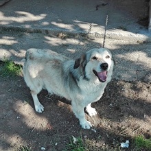 TAKIS, Hund, Mischlingshund in Griechenland - Bild 2