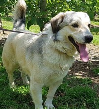 TAKIS, Hund, Mischlingshund in Griechenland - Bild 6