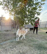 PHIL, Hund, Kritikos Lagonikos in Griechenland - Bild 5
