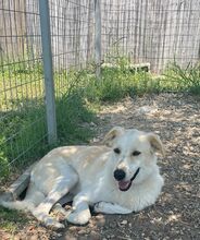 PHIL, Hund, Kritikos Lagonikos in Griechenland - Bild 8