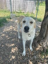 PHIL, Hund, Mischlingshund in Griechenland - Bild 2