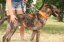 MISTERMANDA, Hund, Mischlingshund in Ungarn - Bild 2