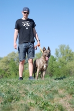 MISTERMANDA, Hund, Mischlingshund in Ungarn - Bild 4